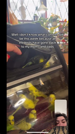 Understanding Parakeets: Behaviors and Flight Timing