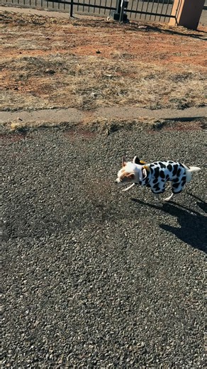 🐾 ᒪᑌᑕEE 🐾 (@jucee_lucee)’s videos with original sound - Manchas