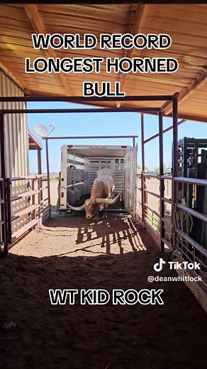 WT KID ROCK: World Record Longest Horned Texas Longhorn Bull