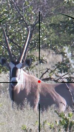 Wild Goat Hunting | Caccia alle capre selvatiche | Chasse à la chèvre sauvage