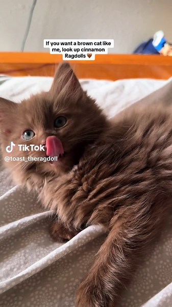 Cinnamon Ragdoll Cats: A Guide to the Beautiful Breed