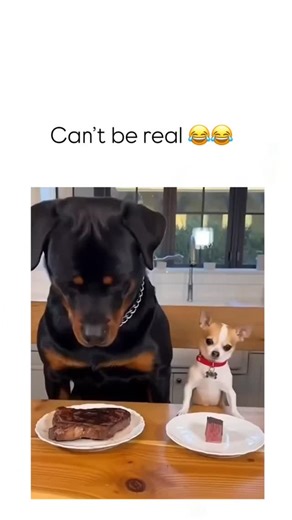 Ai Videos on Instagram: "The video compiles 66 seconds of edited clips contrasting tiny Chihuahuas with massive Rottweilers in absurd scenarios, like racing for chicken wings or sharing steaks, using repeated “Chihuahua vs. Rottweiler” overlays for comedic effect. - Posted by @be_prank_star , a self-described animal-loving comedian focused on memes, the caption doubts its realism while highlighting its hilarity, fitting their pattern of sharing lighthearted, questionable pet content. - It garner