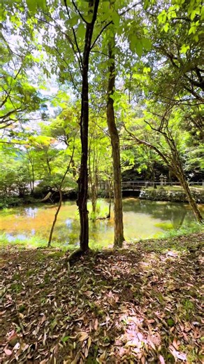 Shinto Shrine of The Japanese Mountain Village Filled with Greenery: Hitono in Koshikoba, Minamata.