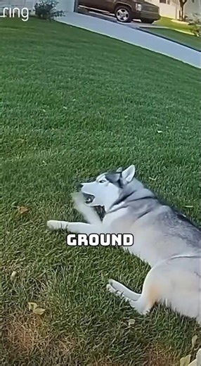 The moment a delivery driver saved the husky's life 🙏❤️