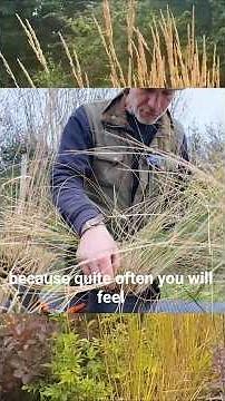🌾Spring Pruning Tips for Stunning Stipa Grass Flowers! 🌾