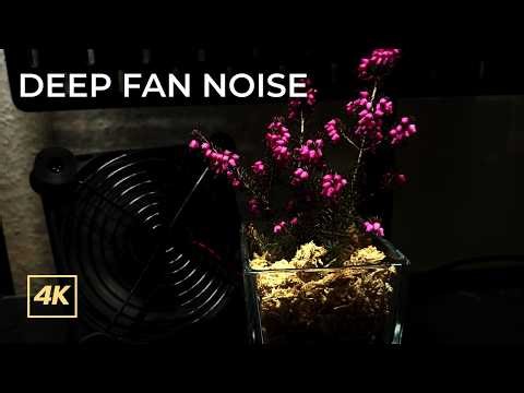 Deep Sleep Oscillating Fan Noise & Pink Heather | 2 Hours Relaxing Midnight Ambience | No Music 4K