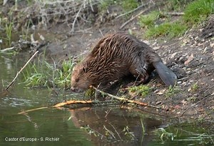 Le Castor, artisan bâtisseur - Nature d'ici et d'ailleurs
