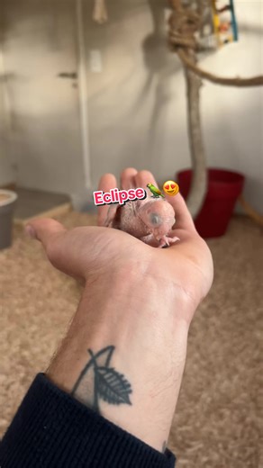 Des nouvelles d'éclipse 🦜😍#perroquet #conure #bebe
