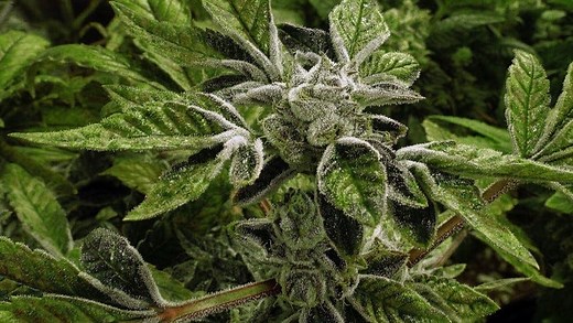 Is weed legal in Florida? Here's what to know about marijuana laws in the Sunshine State