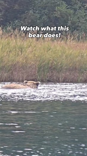 5.2K views · 116 reactions | Fun Fact: Bears plunge their face under the water to scan the river for the fattest fish. While their vision isn’t crystal clear like a seal’s, they can spot movement and fish well enough to snag salmon mid-stream. Nature’s fishing pros!  #BearFacts #GrizzlyBear | Kenai River Cowboys | Facebook
