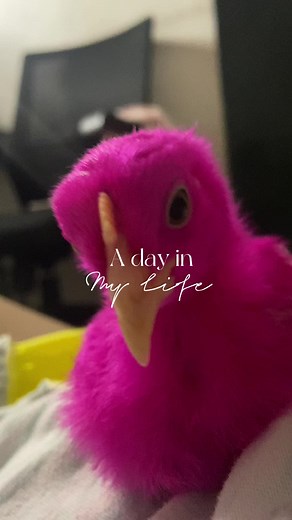 Colorful Baby Chicks Growing Up: A Cute Video Compilation