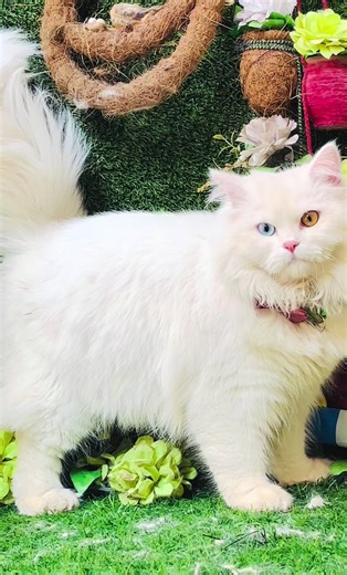 Persian Cats: The Ultimate Guide to Their Care and Traits