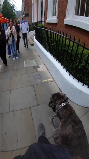 Would you be brave enough to pet Shadow? 👀🐶😂 Even Shadow needs a daily routine! 🐾 We’re putting Pet AI’s suggested habits to the test to see what works best for him! Download Pet AI and discover what it recommends for your dog! 💙 @PET AI #dog #canecorso #fyp
