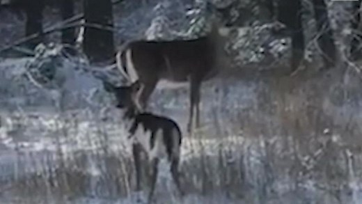 Rare deer spotted in Montana