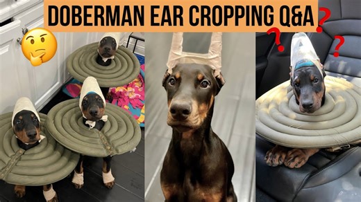 Answering Common Questions About Doberman Ears
