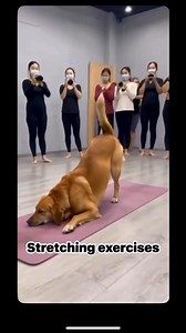 1.9K views · 123 reactions | Stretching exercises for beginners #dance #exercise#stratching #healthylifestyle#fitness #fypシ#dog | Sergey Muretov | Facebook