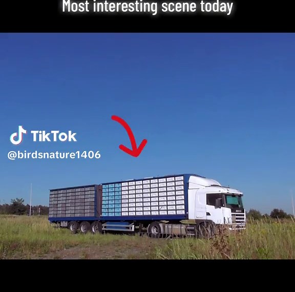 The truck contained thousands of birds and were released #birds #shortvideo #interestingscene #birdphotography #birdsoftiktok