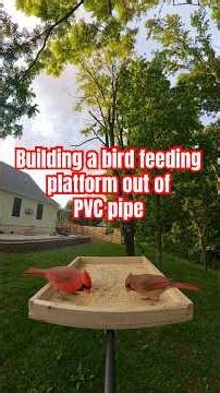 I built a BIRD feeding platform out of PVC pipe 🐧🐧🍃 #birdfeeder #birdsnest #birds #birdfeeding