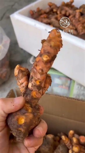 Why Turmeric Has Been Used for Centuries | Nature Facts