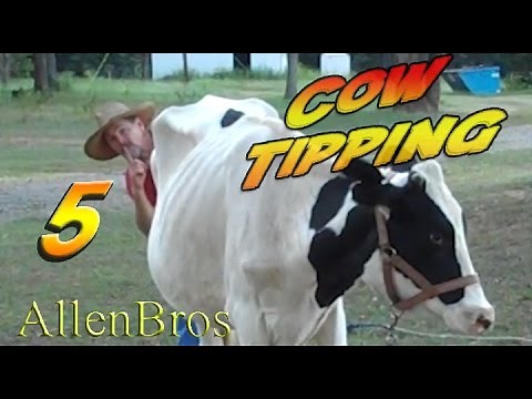 Cow Tipping 5 ~ How to Catch a Calf (single-handed)/The Allen Brothers