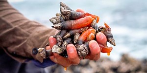 Gooseneck barnacles are one of the most expensive seafoods. But getting your hands on them is difficult.