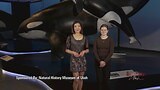 Natural History Museum of Utah: Dive into the World of Orcas Before It’s Gone