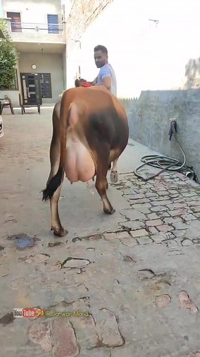 No.1 Jersey Cow • 50 Litter Milking Cow #viralreels #cow #beautifulcow #jerseycow | Janwar Point