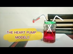 Science Project: How to make a Heart Pump Model/Heart Model