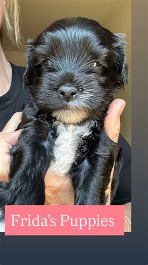 Novy’s Ark on Instagram: "Chinese Crested Powderpuff puppies. These two amazing girls are purebred Chinese crested powder puff puppies. They will both have full coats and will require grooming. They are beautiful dogs both of their parents are extremely affectionate and well tempered. They are one month old today. We expect to have loads of applications so please fill out an application at novysark.org if interested."