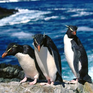 Penguin Puzzle: Play Penguin Puzzle online for free now.
