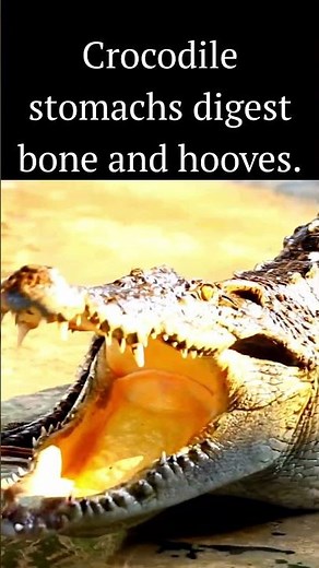 Crocodile stomachs digest bone and hooves