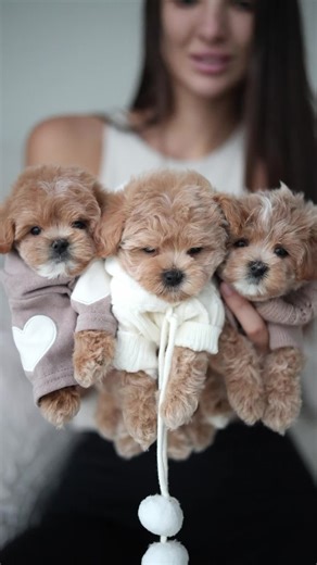 🐶 The Cutest Maltipoo Puppy Ever! Bringing endless happiness into your life every single day ✨ 💛 Your most loyal and loving best friend 🌸 Always ready to fill your heart with joy and cuddles! 🫶 Make your life brighter with this little angel! 🐾 #maltipoosmith #maltipoouae #maltipoo #maltipooqatar #dubai