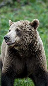 Epic Jungle Clash: Leopard vs Grizzly Bear!