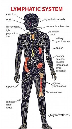Lymphatic System – structure, organs & functions explained simply. #LymphaticSystem#HumanAnatomy