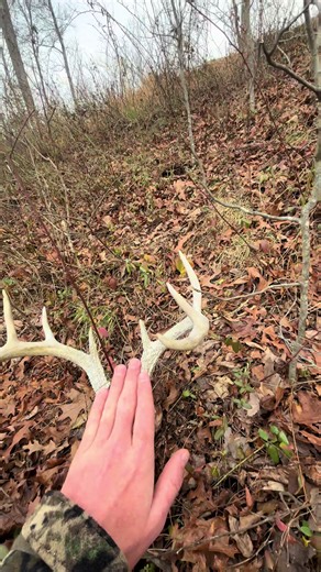 Lets goo back at it, drop a follow and stay tuned hopefully we find some biggens#fyp #deer #whitetail #sheds