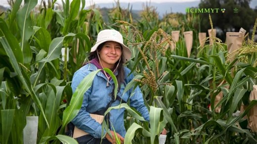 CIMMYT: Turning science into resilience. 🌾 | Bram Govaerts