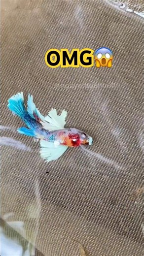 catching betta fish🌿 #bettafishtank