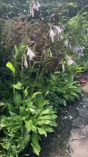 オオバギボウシの咲くガーデン#nature #flowers #ガーデニング #gardening #garden #植物