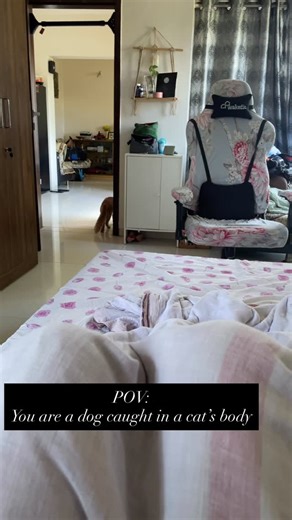 Stitch on Instagram: "Factory settings - Cat. Software update - Golden retriever. . . . . #catlife #catsofinstagram #instacat #trending #dogcat #catfunny #orangetabby #catsbeingcats #viralreels❤️ #catloversworld"