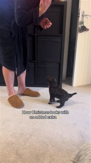 How Christmas Looks with Our Cockapoo