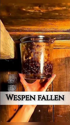 Schön gewusst? So wirst du ein Wespennest los! #wespen #sommer #insekten