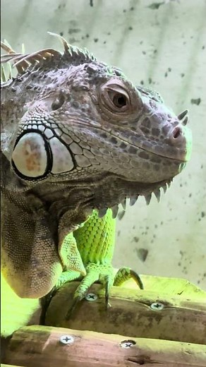#shorts グリーンイグアナのイグリン 大森山動物園 IMG 8992