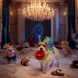 New for your boo and scary-fun, too! Halloween is in the house here at Chewy! https://chwy.co/3y493qq | Chewy