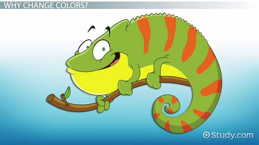 Chameleon Adaptations: Lesson for Kids