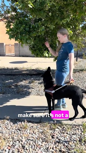 How do guide dogs show their handlers obstacles? #guidedog