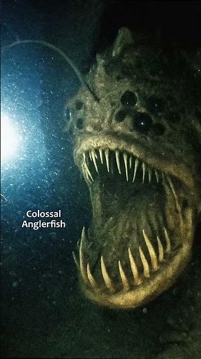 Anglerfish sounds (Colossal)
