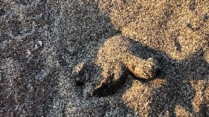 134K views · 5.5K reactions | We have 10,000 reasons to celebrate!! Since March 1, we have documented more than 10,000 sea turtle nests on our 9.5 mile stretch of beach. With half of sea turtle nesting season behind us here in Palm Beach County, we can't wait to see the final nest count! #ThePalmBeaches #SaveTheTurtles | Loggerhead Marinelife Center | Facebook