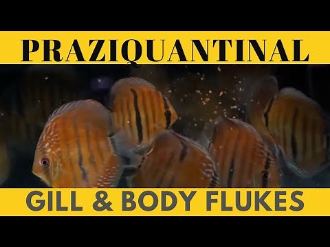 How to Effectively Treat for Gill and Body Flukes in Discus | Sheller Aquatics Praziquantel