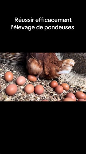🐓✨ Voici les secrets pour réussir efficacement ton élevage de poules pondeuses ! De l’alimentation à l’hygiène, en passant par la gestion du stress et la qualité de l’eau… découvre les techniques utilisées par les éleveurs qui atteignent 95% de ponte. Tu veux des poules en bonne santé et des œufs de qualité ? Cette vidéo est faite pour toi ! 🔥💯 👉 Sauvegarde, partage et applique ! #E#ElevageDePouleP#PoulePondeuseA#AgricultureA#AstucesElevageB#BusinessAgricole