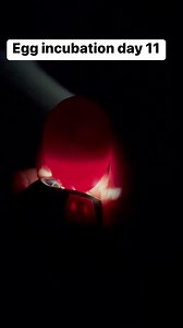 3K views · 42 reactions | This is a black copper maran chick on day 11 of incubation. If you look closely you can see it wiggling around!  #chickensofinstagram #chicks #chickens #chickenmama #crazychickenlady #babychick #chickincubation #agriculture #farmlife | Hannah Easton | Facebook